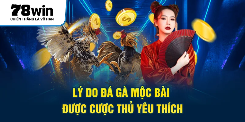Lý do đá gà mộc bài được nhiều cược thủ yêu thích