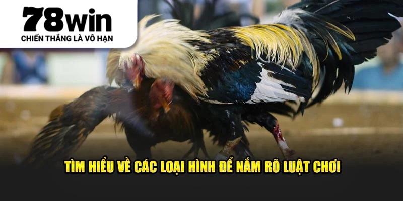 Tìm hiểu về các loại hình để nắm rõ luật chơi